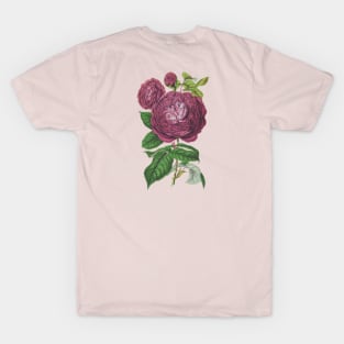 Mauve Pink Rose Flower Vintage Botanical Illustration T-Shirt